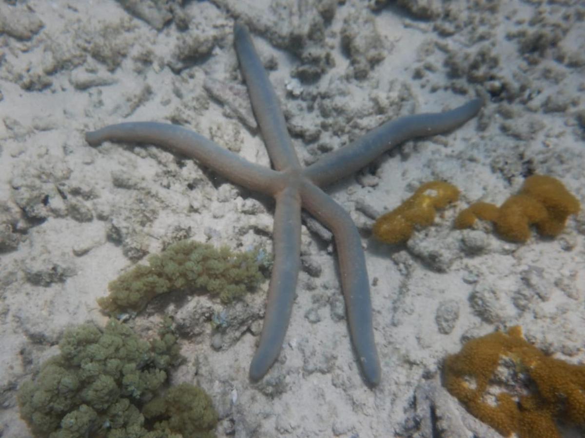 Ferienwohnung Wasini Raha Snorkeling And Diving Exterior foto